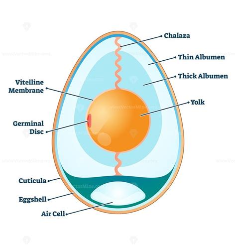 egg-box junction|egg box structure diagram.